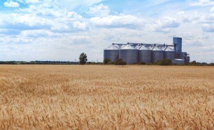 A brown barley field